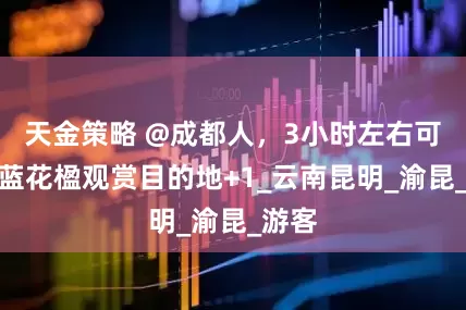 天金策略 @成都人，3小时左右可达，蓝花楹观赏目的地+1_云南昆明_渝昆_游客