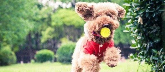 杨方配资 狗狗乱咬家具急坏人？5个妙招让它玩疯，家里秒变安静！