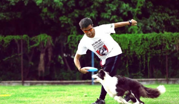 嘉多网 如何让你的宠物学会新的技能和游戏？