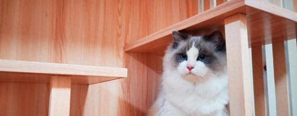 鼎际之家 猫从几个月养变得亲人